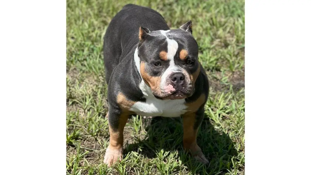 black tri bully