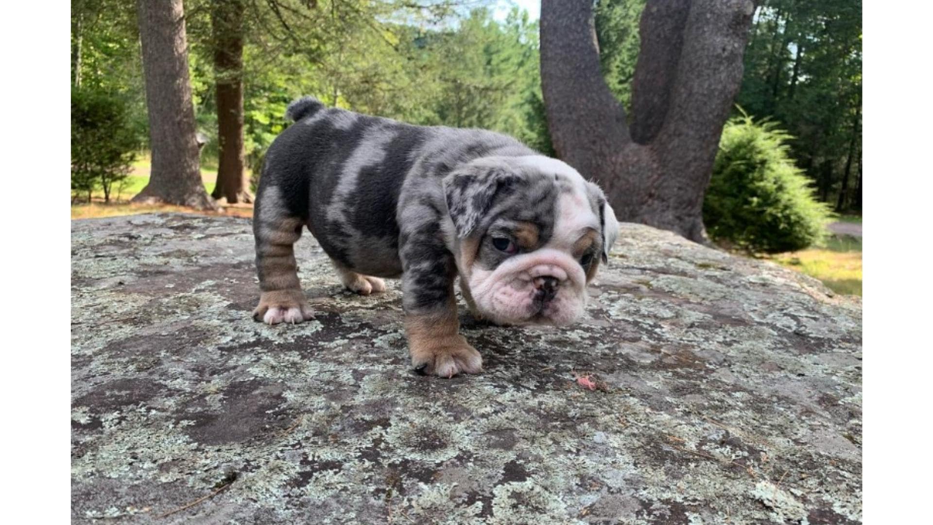 The Merle Bully Simple Guide To These Controversial Dogs