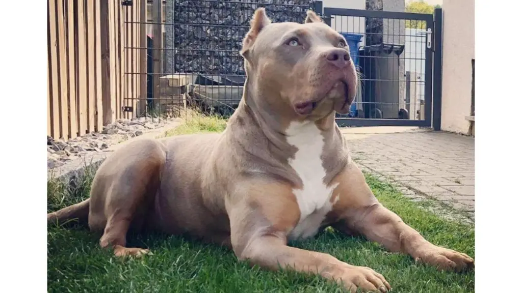 lilac tri bully