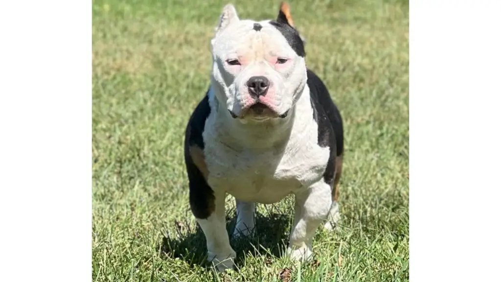 piebald tri color bully